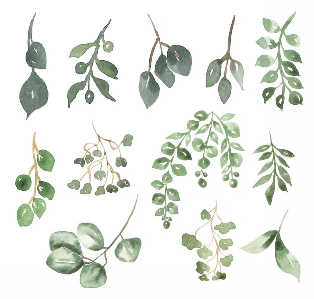 Eucalyptus clipart aquarel groen illustraties gebladerte print grafische groene bladeren illustraties