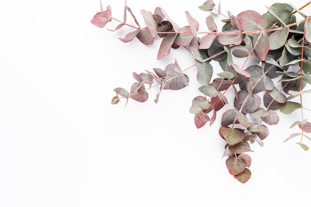 Eucalyptus composition. Pattern made of various colorful flowers on white background. Flat lay stiil life.