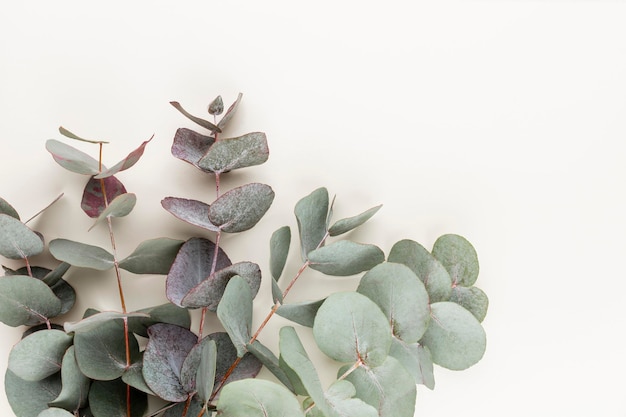 Eucalyptus composition. Pattern made of various colorful flowers on white background. Flat lay stiil life.