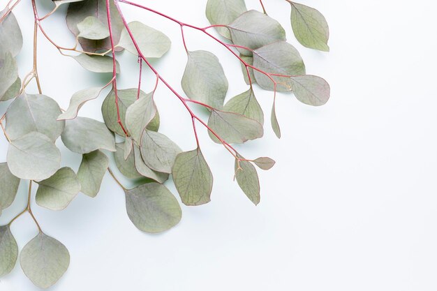 Eucalyptus composition. Pattern made of various colorful flowers on white background. Flat lay stiil life.