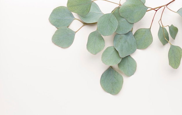 Eucalyptus composition. Pattern made of various colorful flowers on white background. Flat lay stiil life.