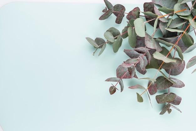 Eucalyptus composition. Pattern made of various colorful flowers on white background. Flat lay stiil life.