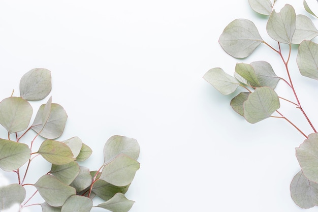 Eucalyptus composition Pattern made of various colorful flowers on white background Flat lay stiil life