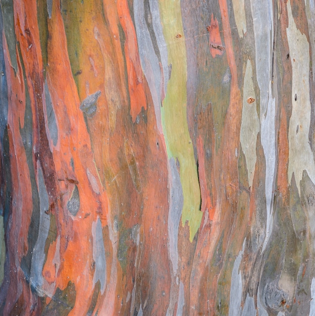 Eucalyptus deglupta tree bark texture