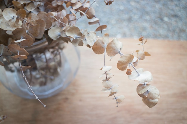 Eucalyptus dried leaves branch in vase