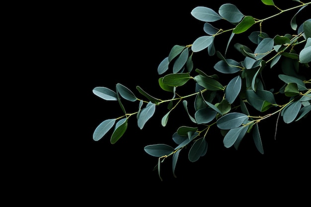 Eucalyptus Elegance A Minimalistic Spring Composition in Nature's Embrace