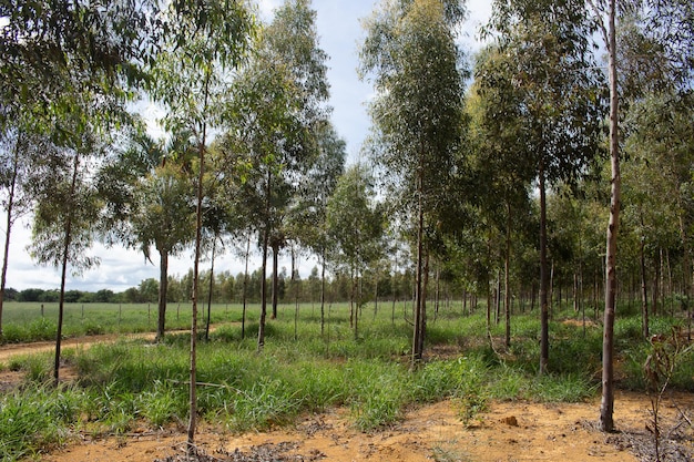 Eucalyptus field with large green pasture in the background