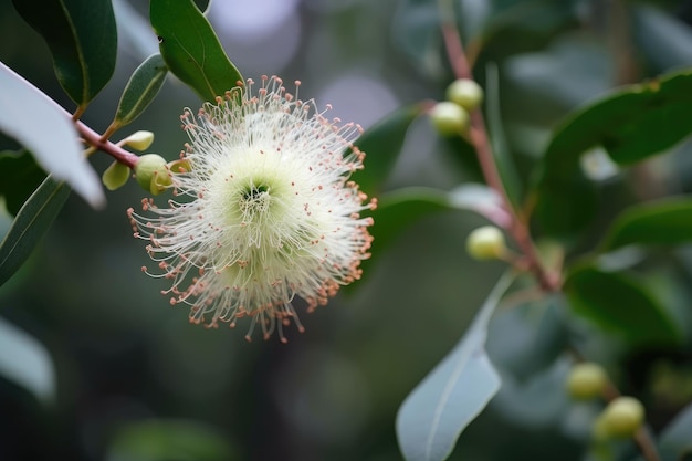 Eucalyptus flower blooming in summer surrounded by lush greenery