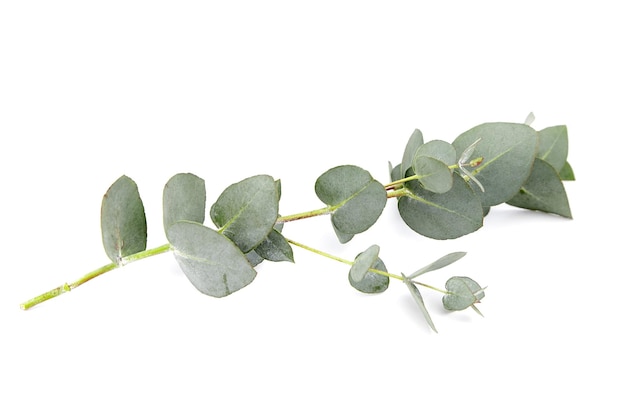 Eucalyptus foliage branch with green leaves floral decoration isolated on white background