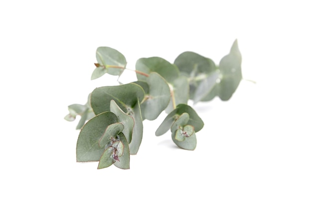 Eucalyptus foliage branch with green leaves floral decoration isolated on white background