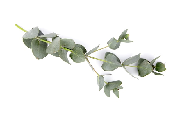 白で隔離される緑の葉の花飾りとユーカリの葉の枝