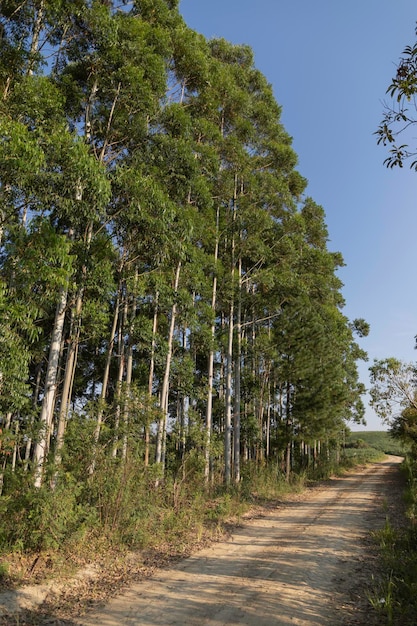 Eucalyptus forest beside a country road