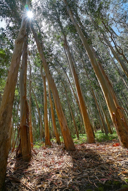 Eucalyptus forest in Galicia Spain