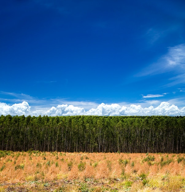 Foto foresta di eucalipti nello stato di san paolo - brasile. impianti per l'industria della carta