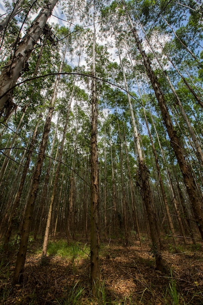 Eucalyptus forest in Sao Paulo State - Brazil. Plants for paper industry