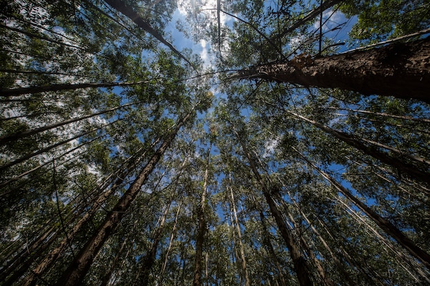 Eucalyptus forest in Sao Paulo State - Brazil. Plants for paper industry