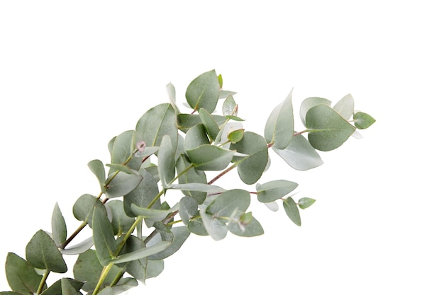 Eucalyptus gebladerte tak met groene bladeren florale decoratie geïsoleerd op een witte achtergrond