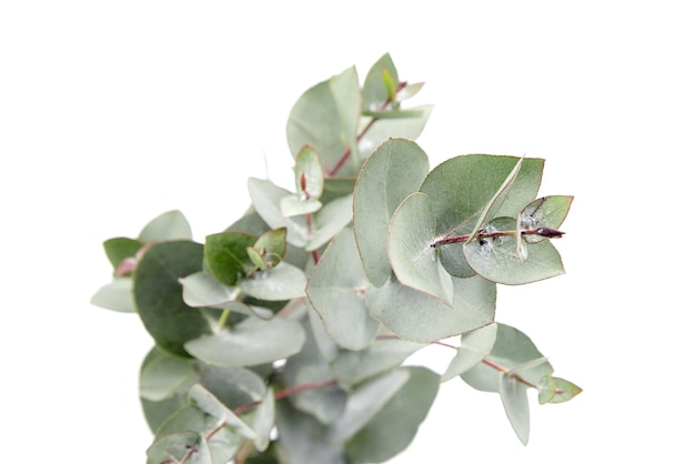Eucalyptus gebladerte tak met groene bladeren florale decoratie geïsoleerd op een witte achtergrond