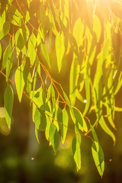 Eucalyptus green leaves abstract background with copy space natural medical background