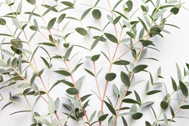 Eucalyptus green leaves and branch floral decoration on grey concrete background