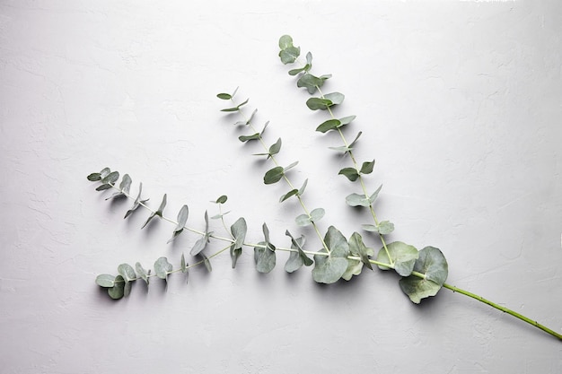 Eucalyptus green leaves and branch floral decoration on grey concrete background