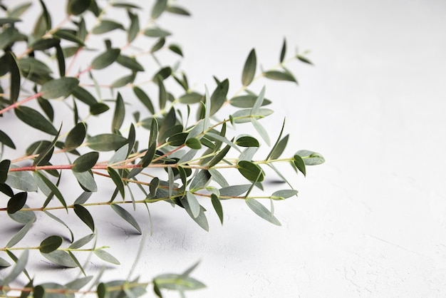 Eucalyptus green leaves and branch floral decoration on grey concrete background