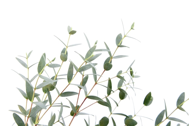 유칼립투스 녹색 잎과 흰색 배경에 고립 된 분기 꽃 장식