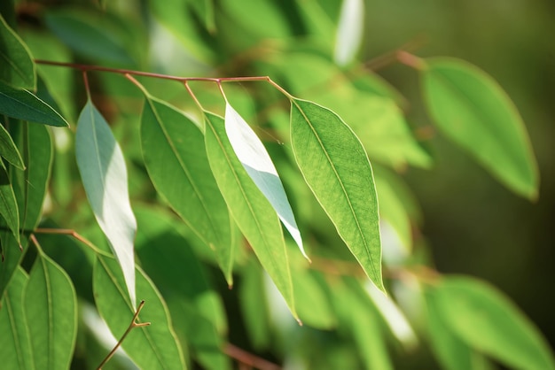 Eucalyptus green leaves