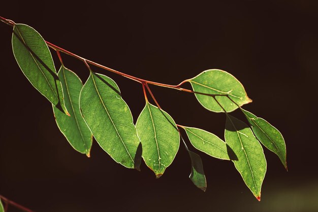 Photo eucalyptus green leaves