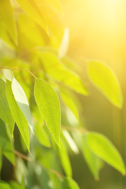 Eucalyptus green leaves