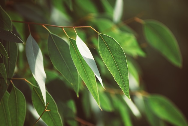 Eucalyptus green leaves