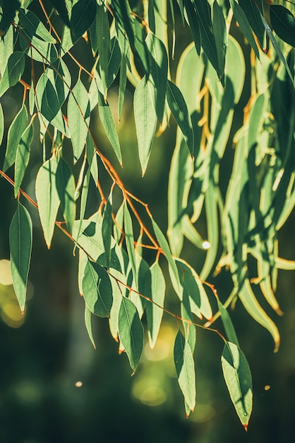 Eucalyptus groene bladeren