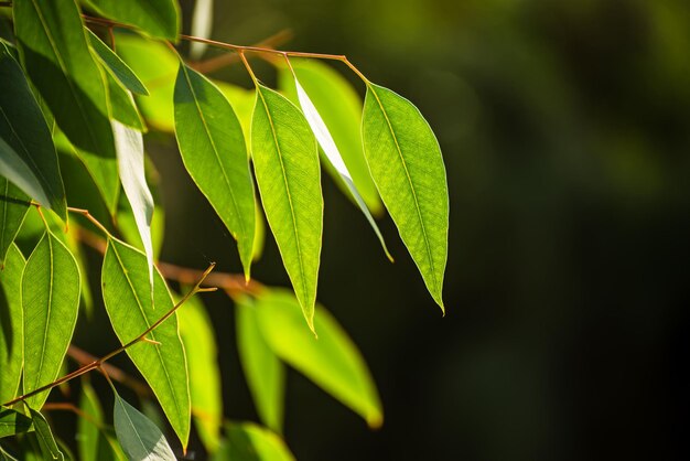 Eucalyptus groene bladeren