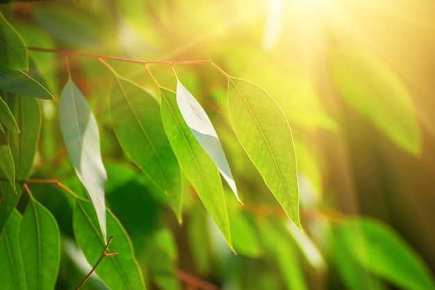 Eucalyptus groene bladeren