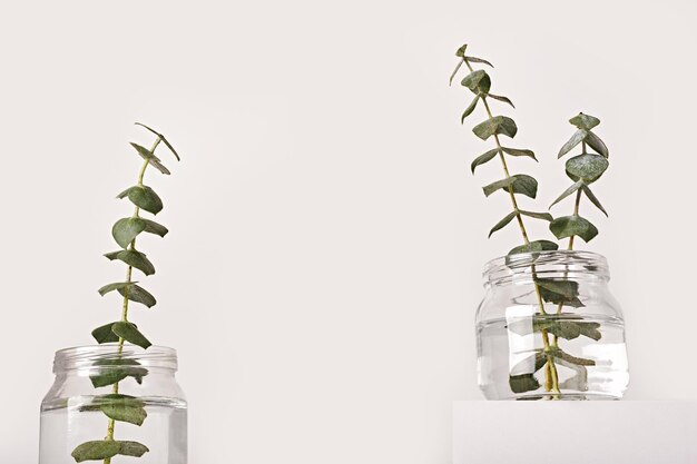 Foto eucalyptus in glazen pot op wit podium voorjaarsgeuren concept minimale stijl lage hoek