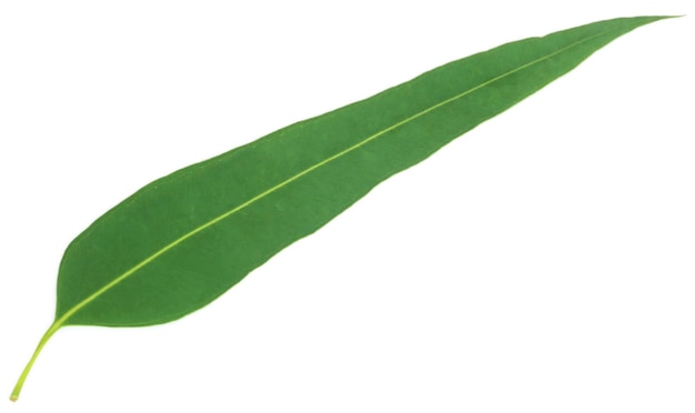 흰색 배경 위에 약용 가치의 유칼립투스 잎