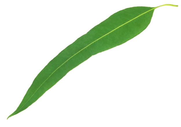 Eucalyptus leaf over white background