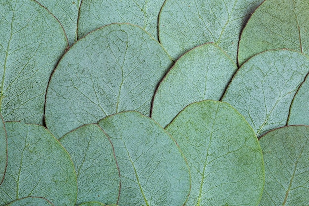 Eucalyptus leaves background