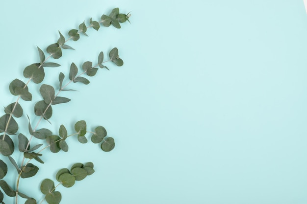 Photo eucalyptus leaves in a bouquet on a blue background. flatlay, top view.