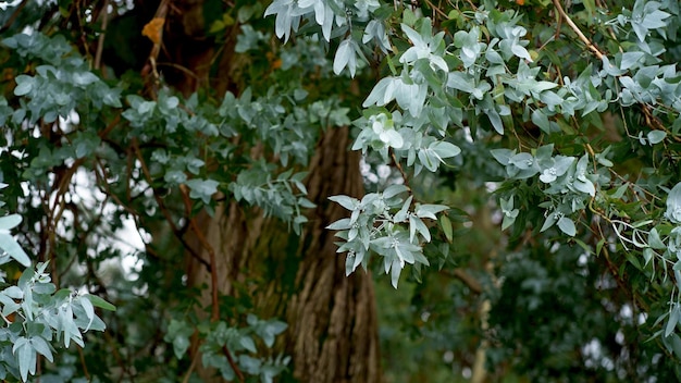 Photo eucalyptus leaves branch of eucalyptus tree selectie focus