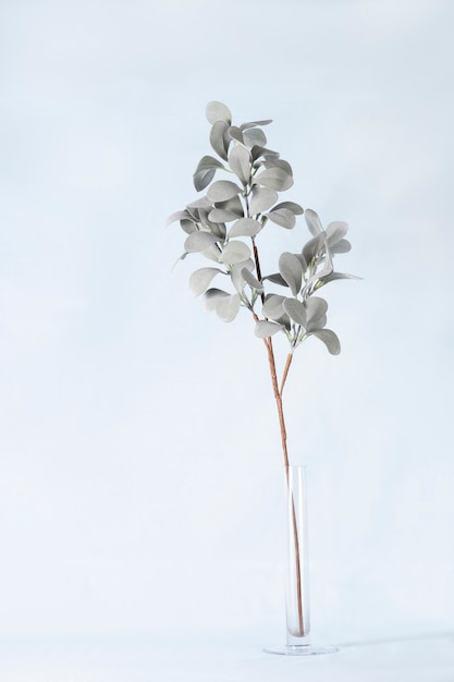 eucalyptus leaves branch twig in glass vase