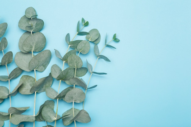 Eucalyptus leaves on a colored background