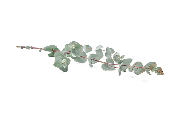 Photo eucalyptus leaves fresh green branch with foliage isolated