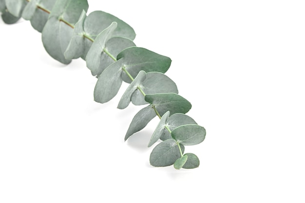 Eucalyptus leaves fresh green branch with foliage isolated