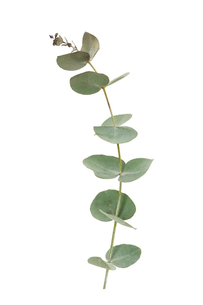 Eucalyptus leaves isolated on white background Evergreen plant of the family Myrtaceae