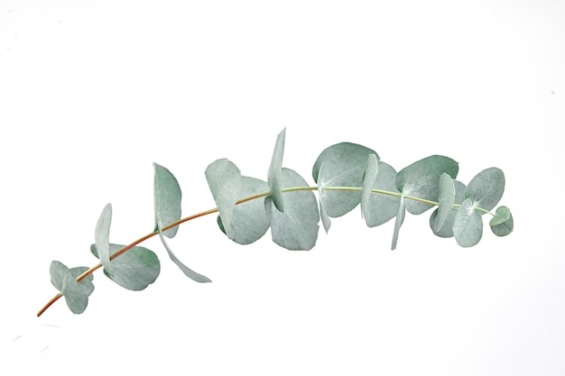 Photo eucalyptus leaves isolated on white background fresh green eucalyptus foliage