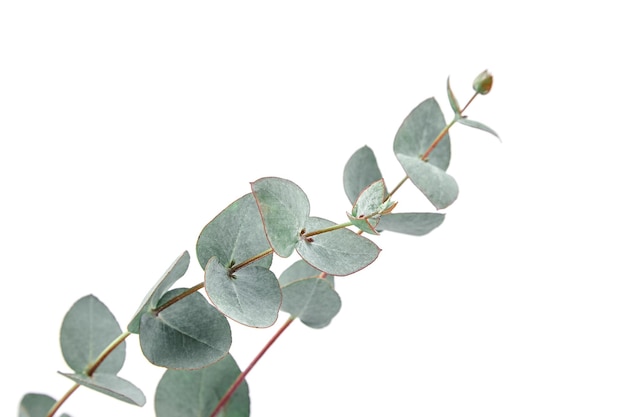 Photo eucalyptus leaves isolated on white background green eucalyptus foliage