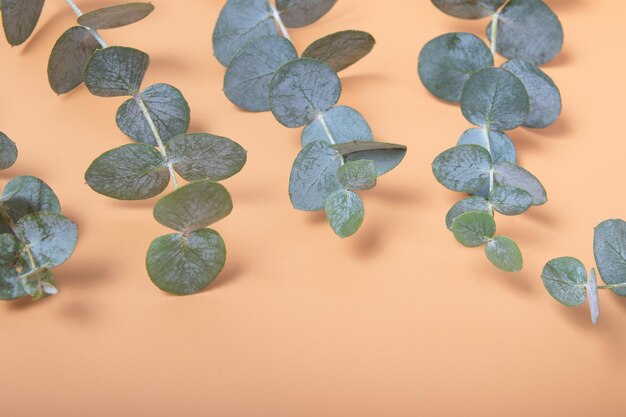 Eucalyptus leaves on an orange background Blue green leaves on branches for abstract natural background