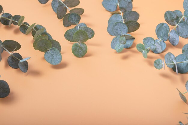 Eucalyptus leaves on an orange background Blue green leaves on branches for abstract natural background