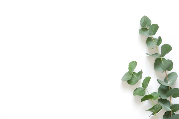 Photo eucalyptus leaves on white background. flat lay, top view, copy space